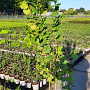 Corylus avellana 150-200 cm 5,0L