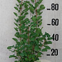 Cotinus coggygria 80-100 cm 10L