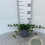 Cotoneaster dammeri 15-20 cm 2,0L