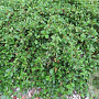 Cotoneaster dammeri plantgoed P9