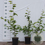 Carpinus betulus 100-125 cm 2,5L