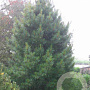 Pinus cembra 'Compacta Glauca' 30-40 cm 7,5L