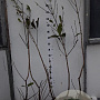 Aesculus parviflora 80-100 cm met kluit 1 tak