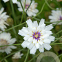 Catananche caerulea 'Alba' GM P9