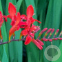 Crocosmia 'Lucifer' GM P9