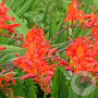Crocosmia 'Lucifer' GM P9