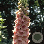 Digitalis 'Mertonensis' GM P9