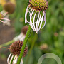 Echinacea pallida 'Hula Dancer' GM P9