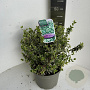 Euonymus fort. 'Emerald Gaiety' 30-35 cm 5,0L