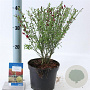 Cytisus 'Boskoop Ruby' 20-25 cm 2,0L