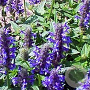 Nepeta nervosa GM P9
