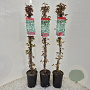 Parthenocissus tr. 'Veitchii' 70-75 cm 2,0L
