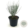 Cytisus praecox 'Albus' 30-40 cm 2,0L