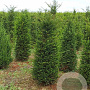 Taxus baccata 175-200 cm draadkluit