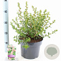 Escallonia 'Apple Blossom' 40-50 cm 5,0L