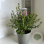 Escallonia 'Donard Radiance' 40-45 cm 5,0L