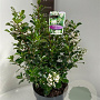 Escallonia 'Iveyi' 40-50 cm 5,0L