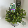 Escallonia 'Red Dream' 30-35 cm 5,0L