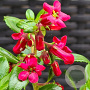 Escallonia Red Tower 30-40 cm 2,0L