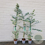 Eucalyptus gunnii 70-75 cm 2,5L