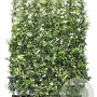 Trachelospermum jasminoides 120x180 container kant en klaar haag