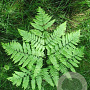 Pteridium aquilinum GM P9
