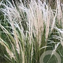 Stipa ichu GM P9