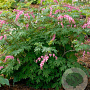 Dicentra spectabilis GM P9