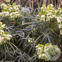 Helleborus foetidus GM P9
