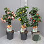 Abutilon hybridum 80 cm 3,0L stam