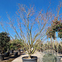 Acer japonicum 'Aconitifolium' 300-350 cm draadkluit meerstammig paraplu