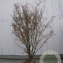 Acer palmatum 200-250 cm draadkluit
