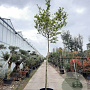Acer palmatum 200 cm stam container 16-18 leiboom