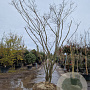 Acer palmatum 350-400 cm draadkluit solitair 3-5 tak