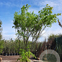 Acer palmatum 400-450 cm draadkluit solitair vanaf 2
