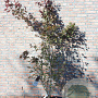 Acer pal. 'Atropurpureum' 150-175 cm 15L