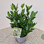 Euonymus japonicus 35-40 cm 2,5L