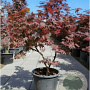 Acer pal. 'Bloodgood' 80-100 cm container