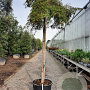 Acer pal. 'Dissectum' 200 cm stam container 20-25 leiboom