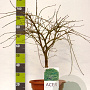Acer pal. 'Dissectum' 60-80 cm 15L