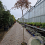 Acer pal. 'Garnet' 100 cm stam container kroon 80-100