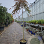 Acer pal. 'Garnet' 160 cm stam container kroon 60-80