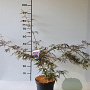 Acer pal. 'Garnet' 40-50 cm 4,0L