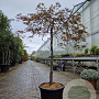 Acer pal. 'Inaba-shidare' 100 cm stam container kroon 80-100