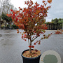 Acer pal. 'Osakazuki' 125-150 cm container meerstammig