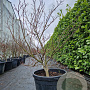 Acer pal. 'Skeeter's Broom' 100-125 cm 45L meerstammig