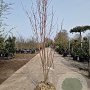 Acer rubrum 175-200 cm draadkluit