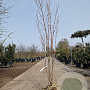 Acer rubrum 200-250 cm draadkluit