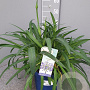 Agapanthus Amourette Superb GM C5
