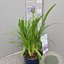 Agapanthus Amourette Superb GM P17